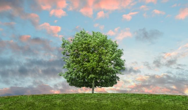 Festa dell\'albero 2019